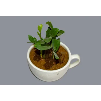 Guava Plant